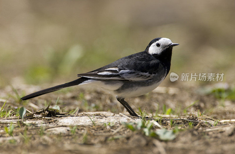 花斑鹡鸰（Motacilla alba）